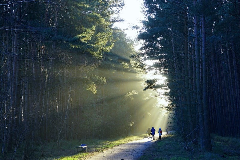 Forest Bathing