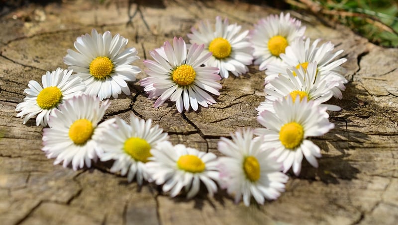 Heart Connection